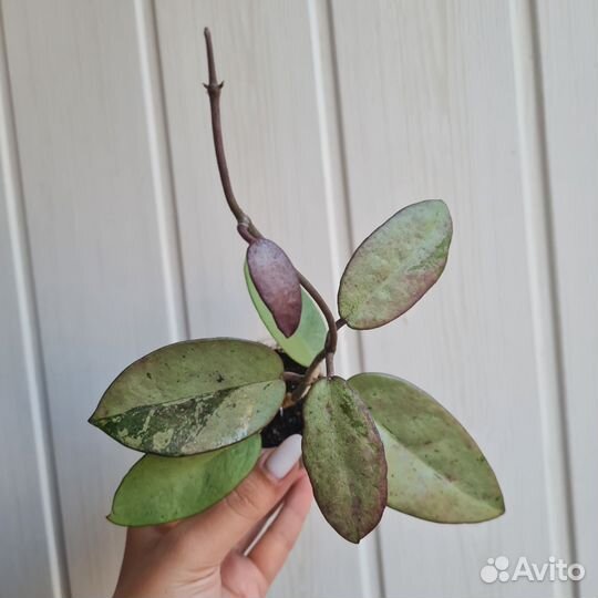 Хойя сильвер доллар