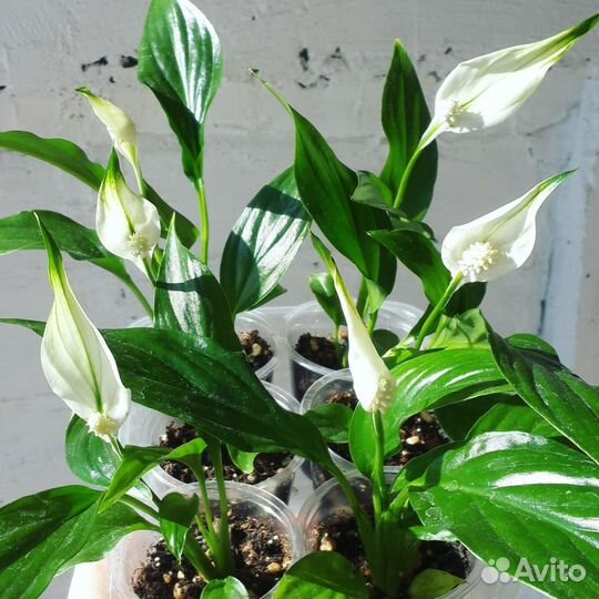 Спатифиллум. Женское счастье