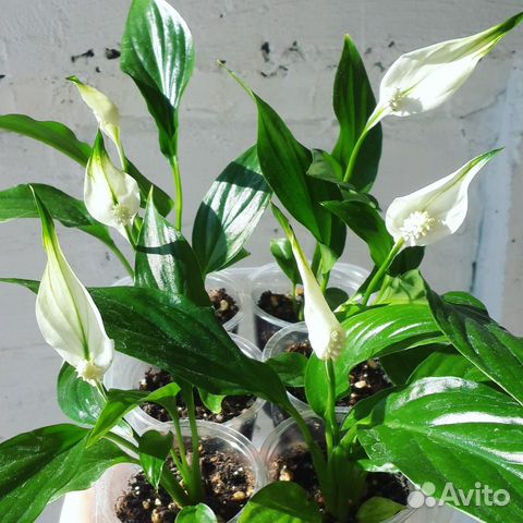 Спатифиллум. Женское счастье