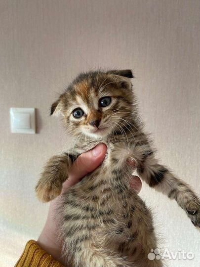 Шотландская