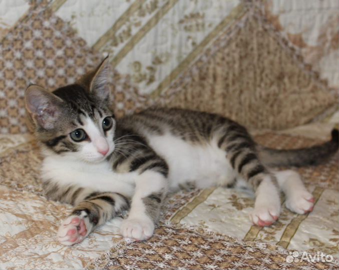 Котенок Сёма