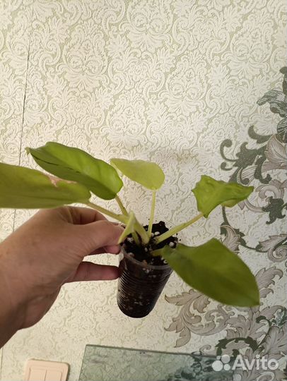 Бегония тростниковая