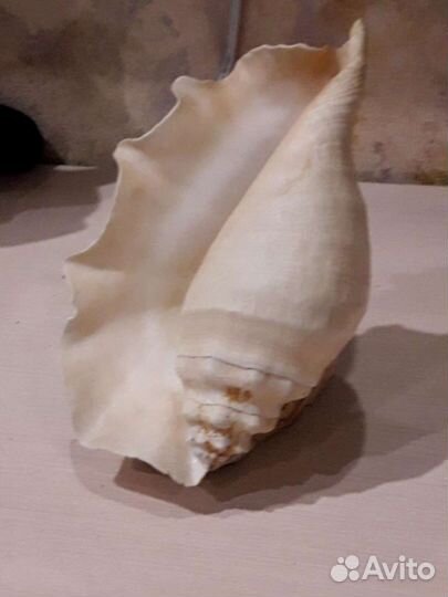 Большая ракушка