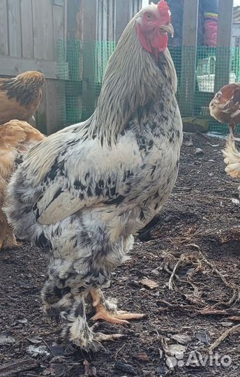 Молодые петухи