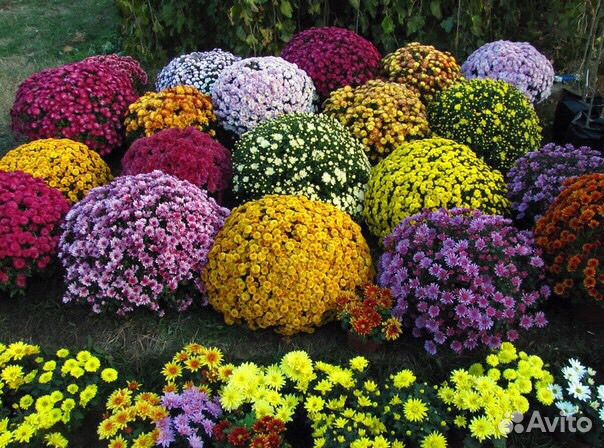 Продам хризантему мультифлора