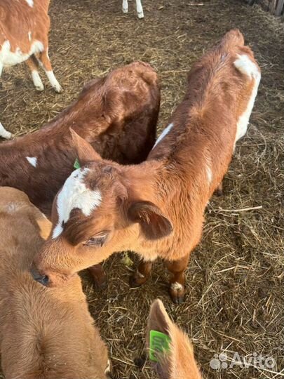 Телята бычки скот с доставкой до двора