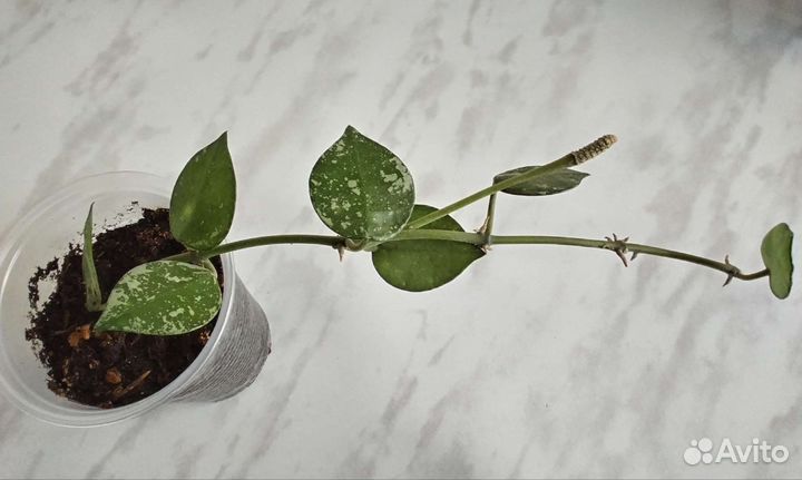 Хойя лакуноза и лакуноза эскимо сильвер