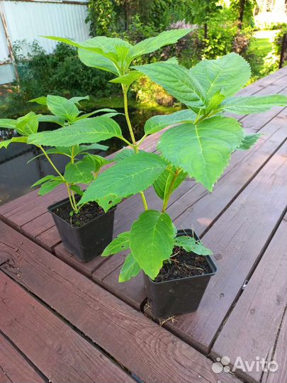 Гортензия крупнолистная