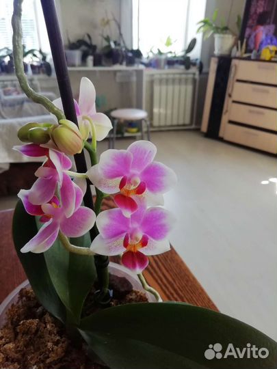 Орхидея фаленопсис