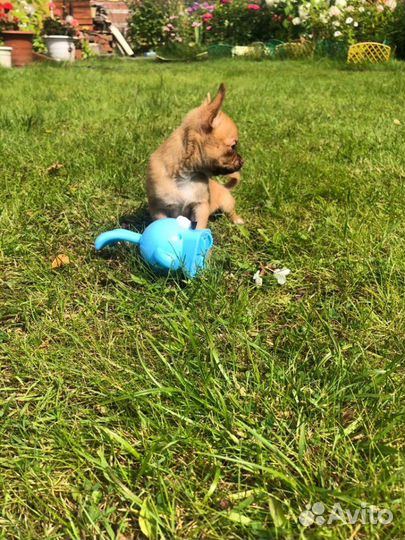 Чихуахуа мини кукольный Пупсик