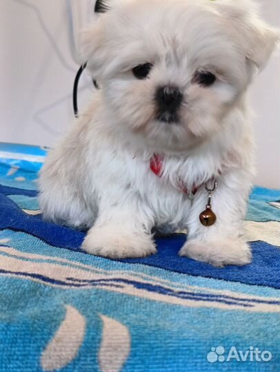 Щенки мальтезе мини