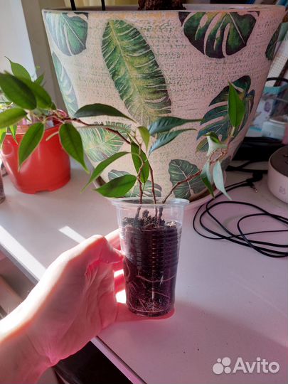 Фикус Бенджамина Наташа