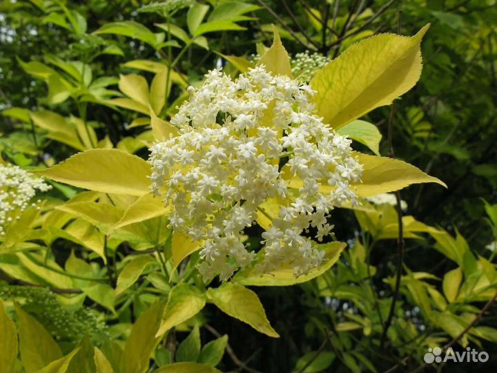 Бузина чёрная Аурея, кализия