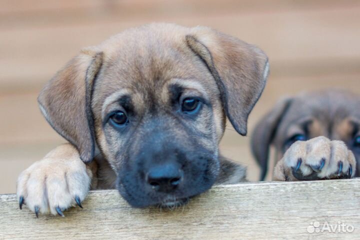 Щеночек мальчик ищет дом