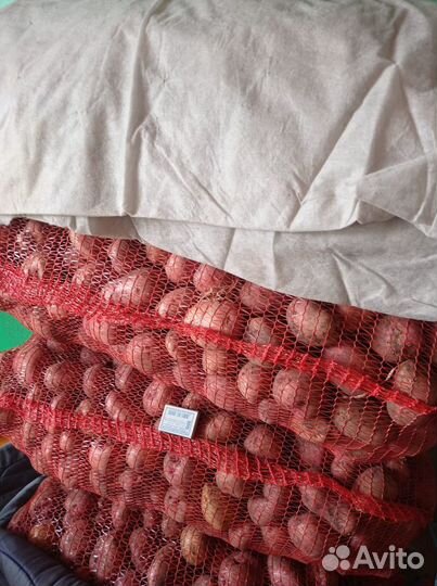 Картофель домашний свежий урожай