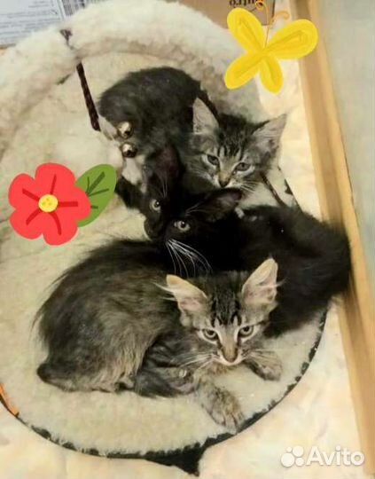 Котята в добрые руки