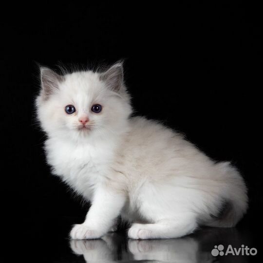 Котята рэгдолл