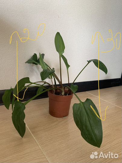 Домашние цветы