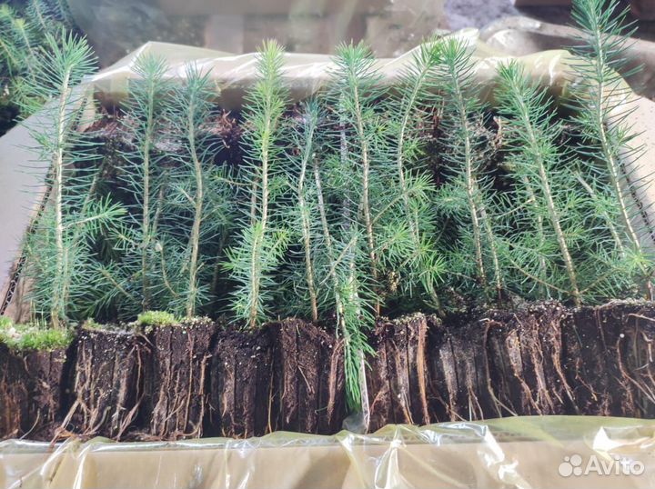 Сеянцы ели окс от производителя