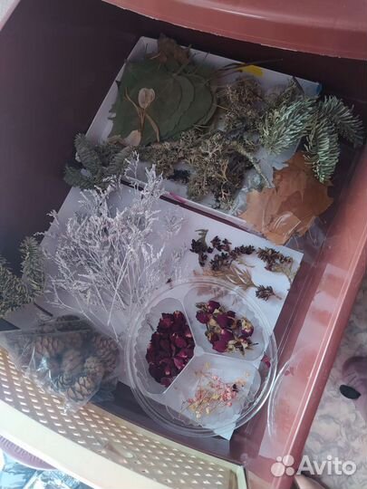 Сухоцветы для творчества