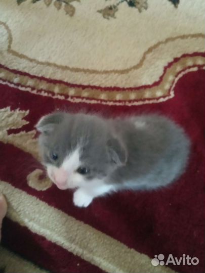 Шотландская вислоухая котенок отдам.добрые руки