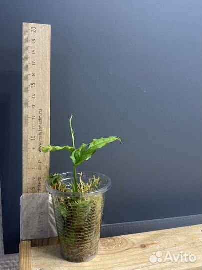 Монстера обликва перу