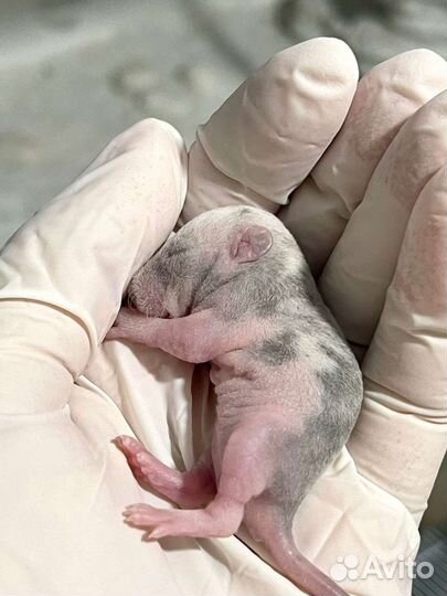 Крысята Дамбо Рекс Марбл (marble)