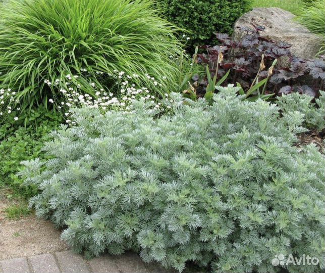 Полынь Шмидта, многолетние растения для сада дачи