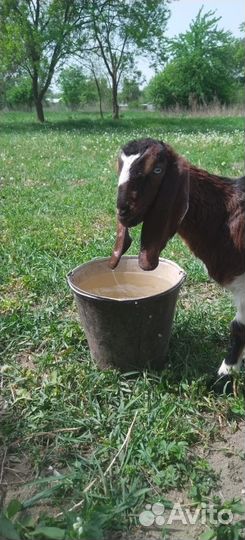 Дойная нубийская коза, козлята нубийские и камори