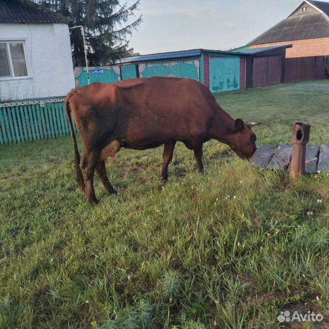 Корова стельная дойная