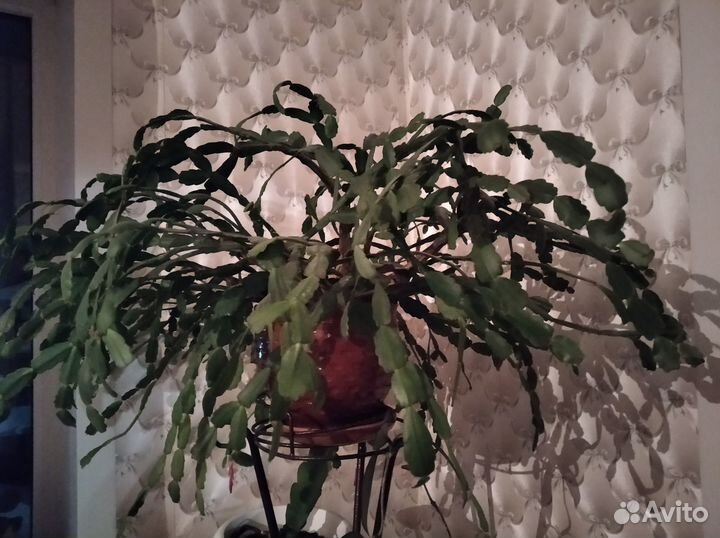 Цветок декабрист