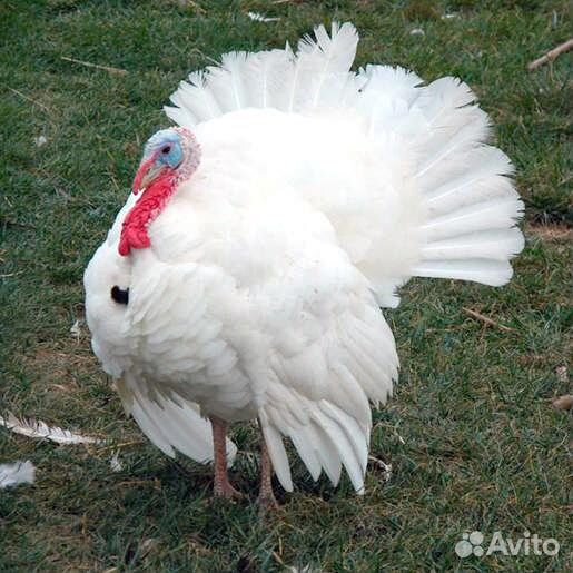 Инкуб-е яйцо индейки Hybrit Converter и Bronze-708