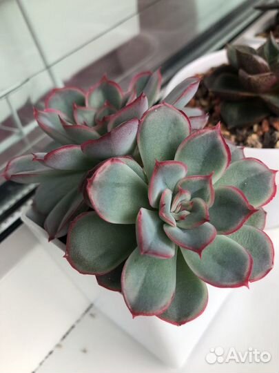 Эхеверия mystery