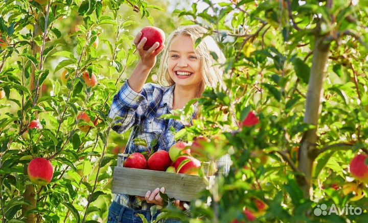 Вахта Сборщик Яблок