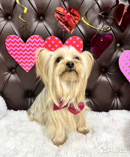 Вычесывание собак/Экспресс-линька/Груминг