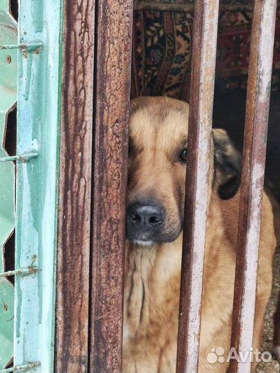 Спаси Тиффани из приюта