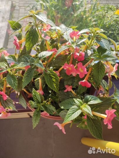 Ризомы Ахименесов