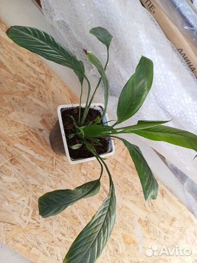 Фиалка, спатифилум