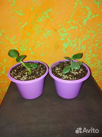 Цветок Денежное дерево