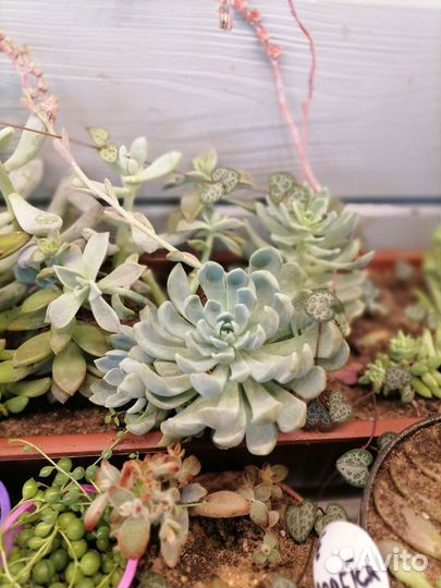 Крассулы разные виды