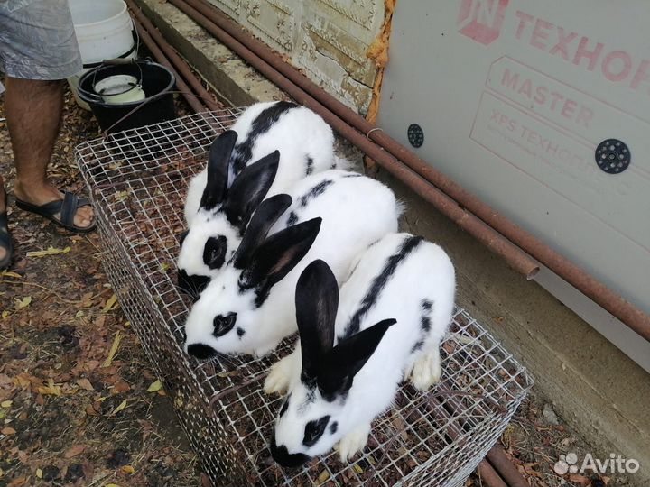 Кролики породы немецкий пестрый строкач