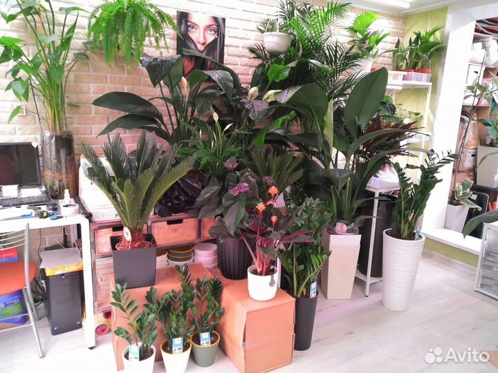 Комнатные растения цветы озеленение