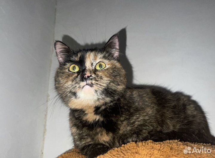 Кошка в дар бесплатно