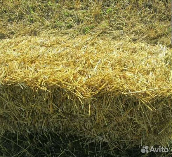 Солома в тюках ячмень