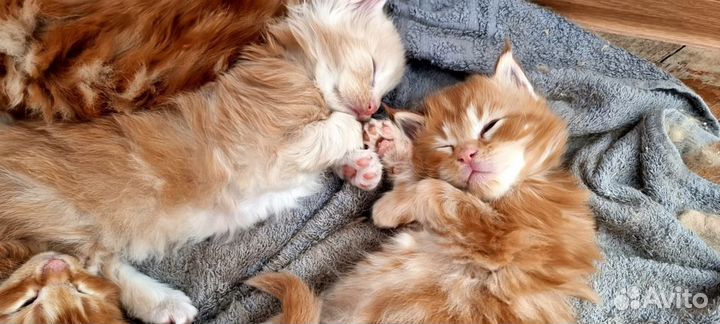 Котята мейн-кун