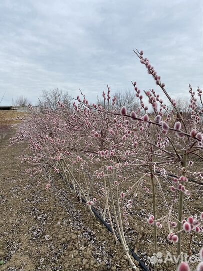 Саженцы Маунт асо