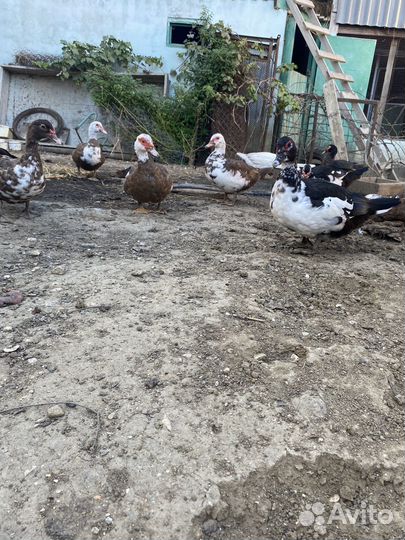 Домашние животные