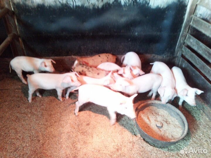Поросята породы ландрас+дюрок