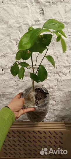 Лимон Ванильный