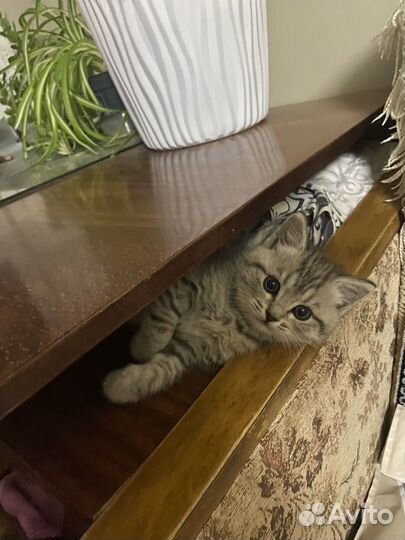 Котенок мальчик